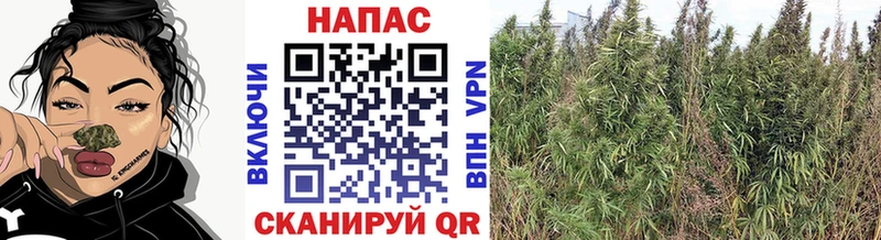 omg tor Цимлянск Шишки марихуана MAZAR